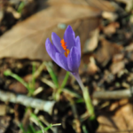 fleur-crocus