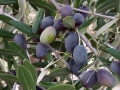 olives