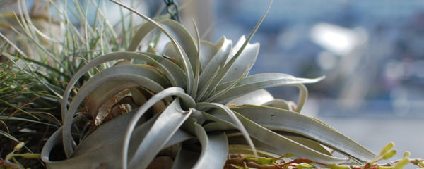 Tillandsia