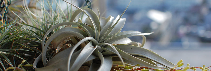 Tillandsia